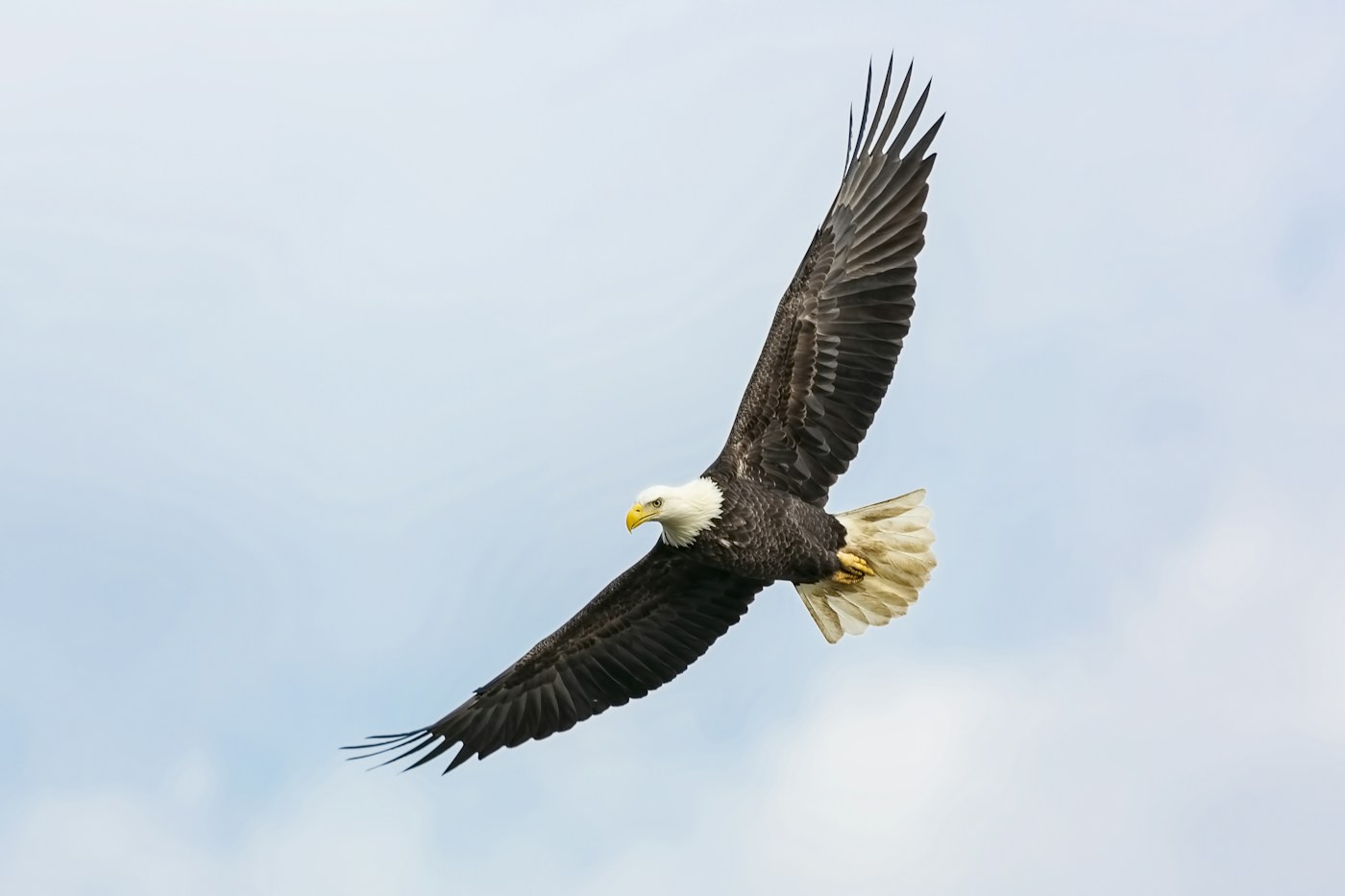 A soaring bald eagle